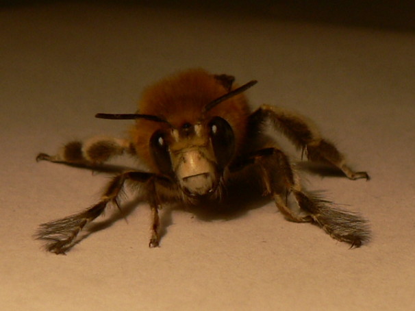 Anthophora cfr. plumipes  maschio